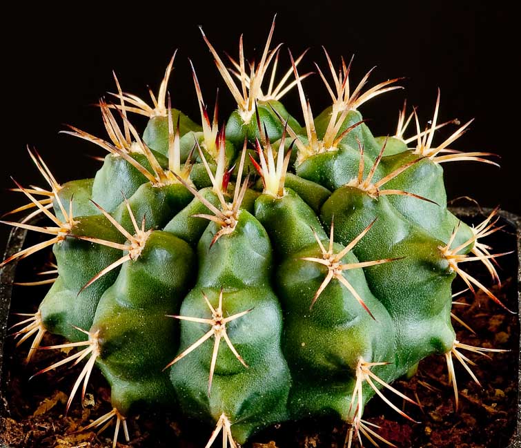 Gymnocalycium stuckertii